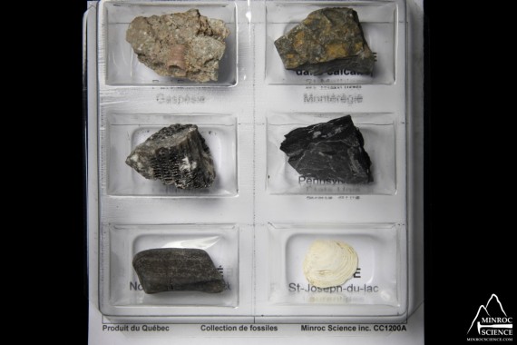 CC1200 Collection de 6 fossiles